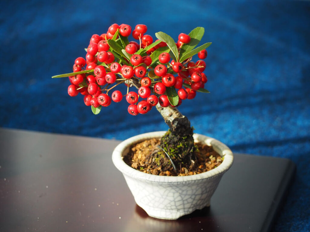 Firethorn bonsai