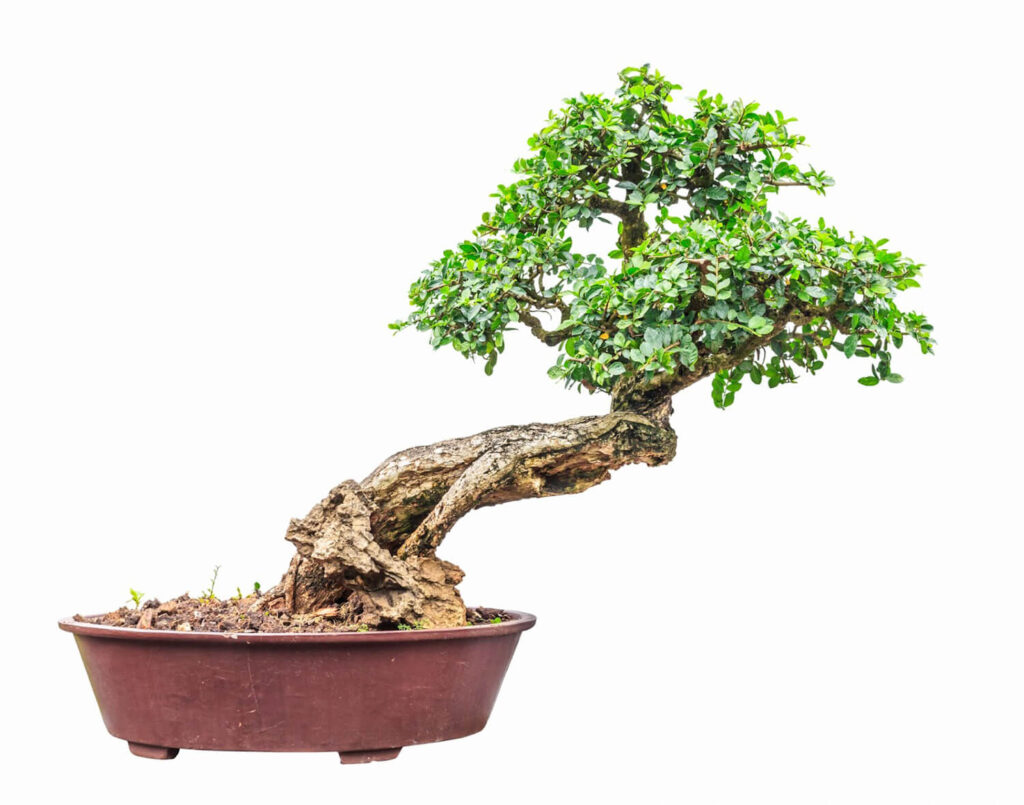 16 Common Bonsai Tree Species to Grow