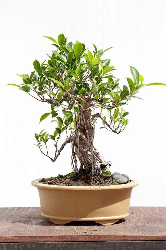 Ficus bonsai tree species