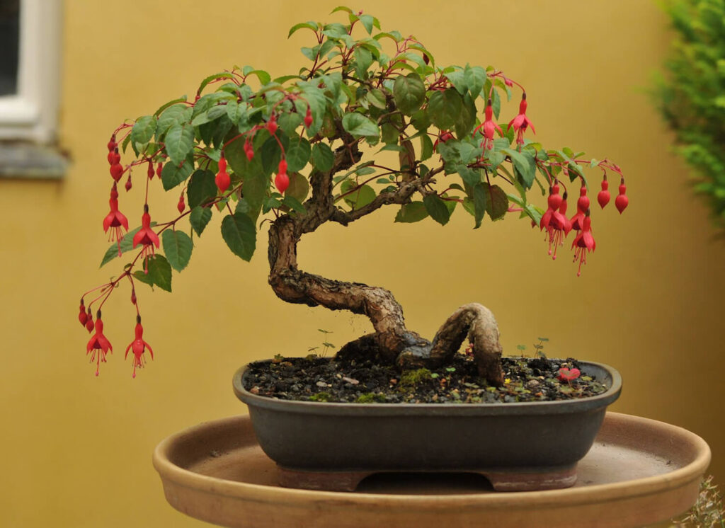 Fuchsia evergreen bonsai