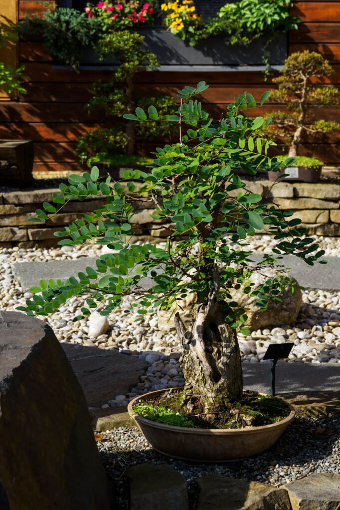 Acacia evergreen bonsai