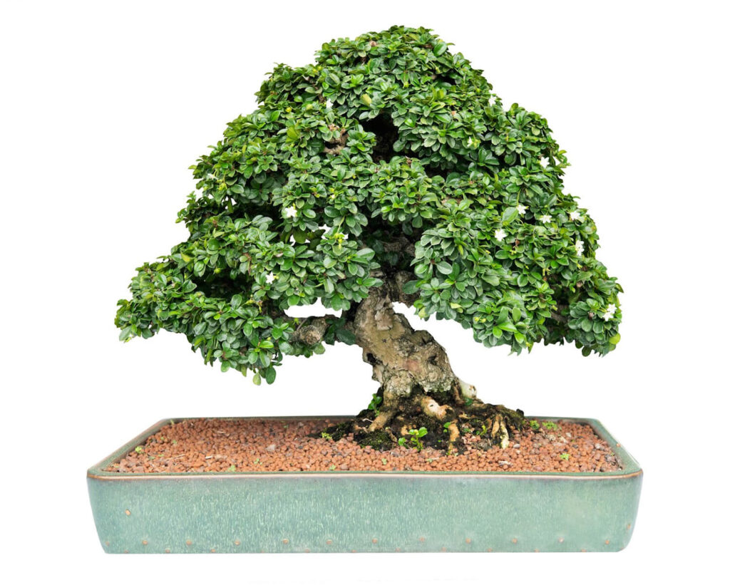 Musk maple bonsai tree