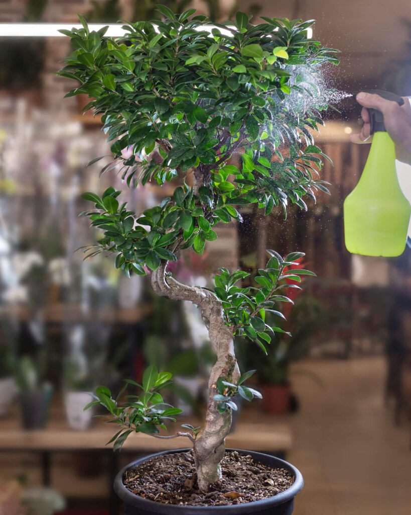 Bird plum evergreen bonsai