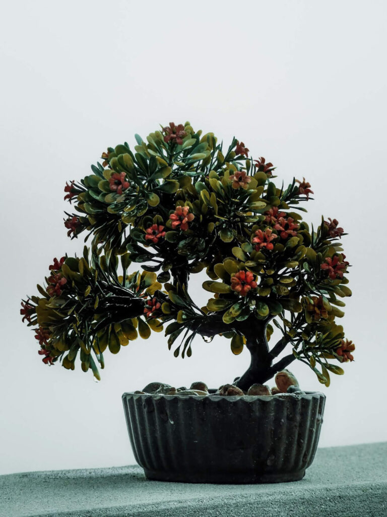 Pittosporum bonsai tree species