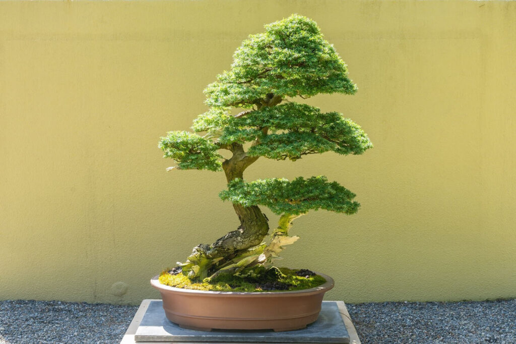 Hemlock evergreen bonsai tree