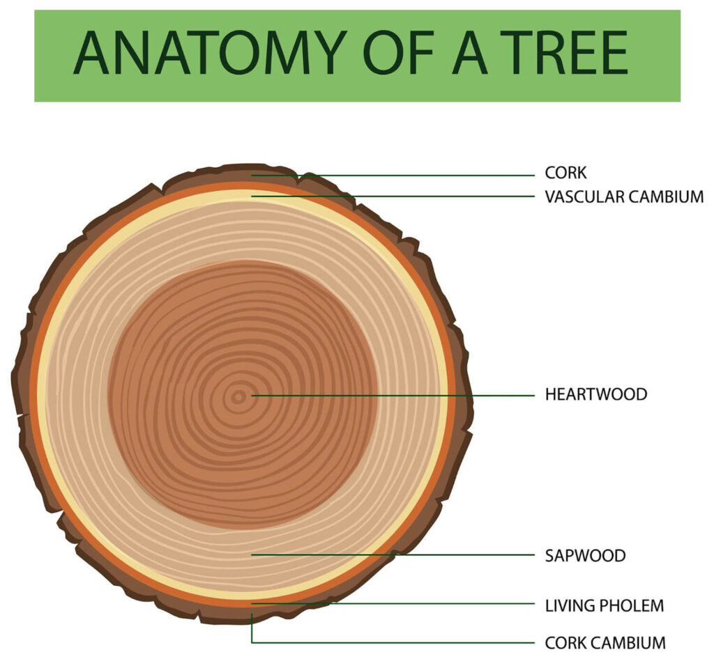 Cross section of a tree showing its cambium layer.