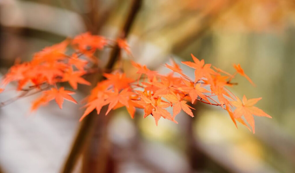 Japanese maples with orange or orange-red leaves