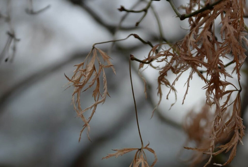 Treating infested or sick Japanese maple trees