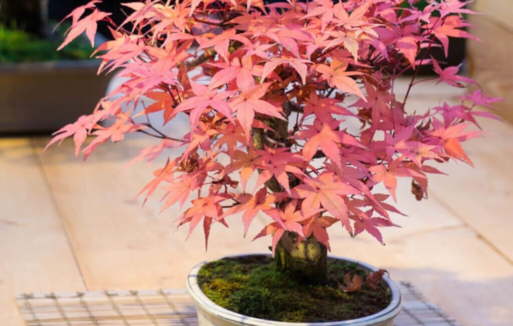 Japanese maple bonsai placed in a spot with partial shade