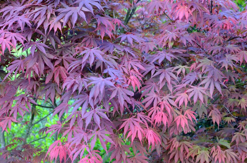 Japanese maples with purple-red leaves