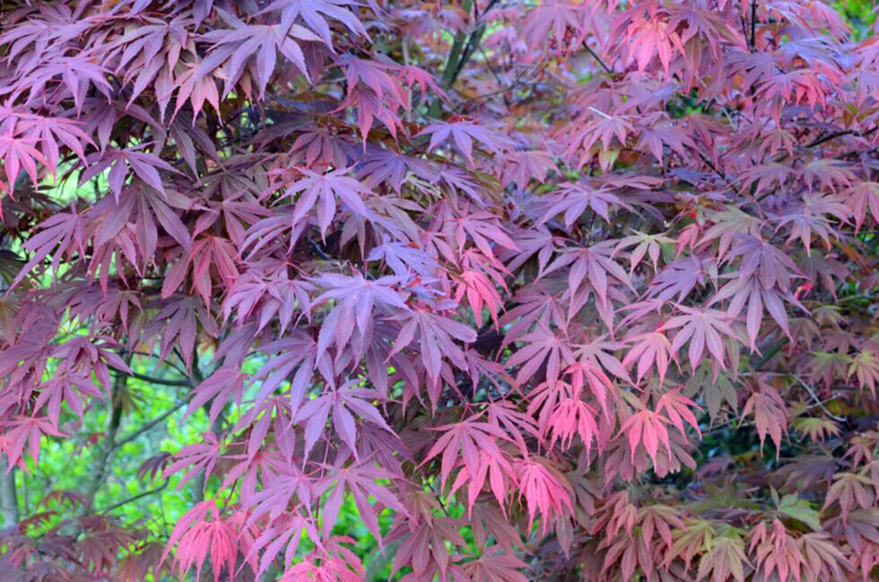 Extensive Care Guide for Japanese Maple Bonsai Hooked on Bonsai