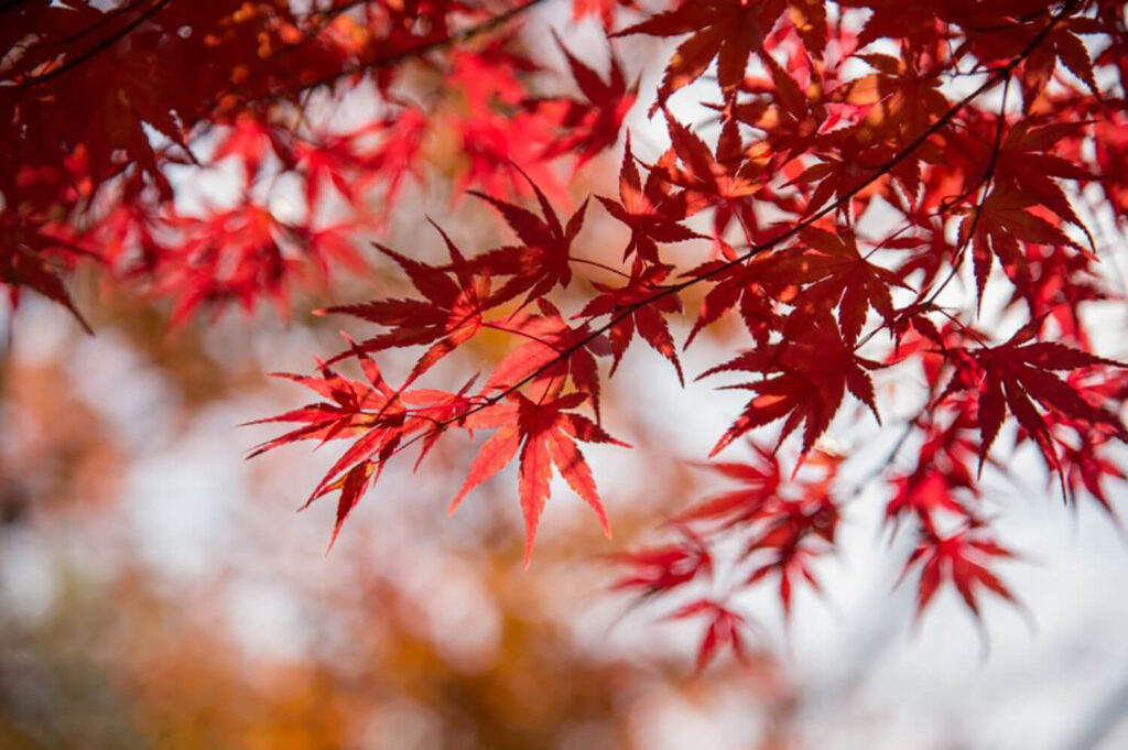 Japanese maples with bright red leaves