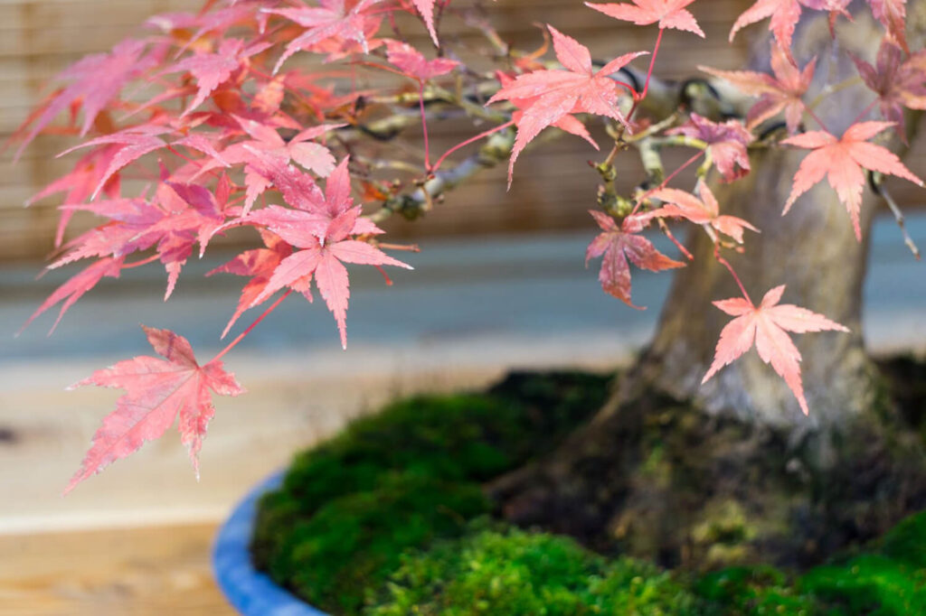Wiring and styling Japanese maple bonsai