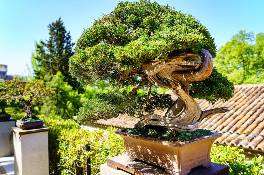Where to position a juniper bonsai