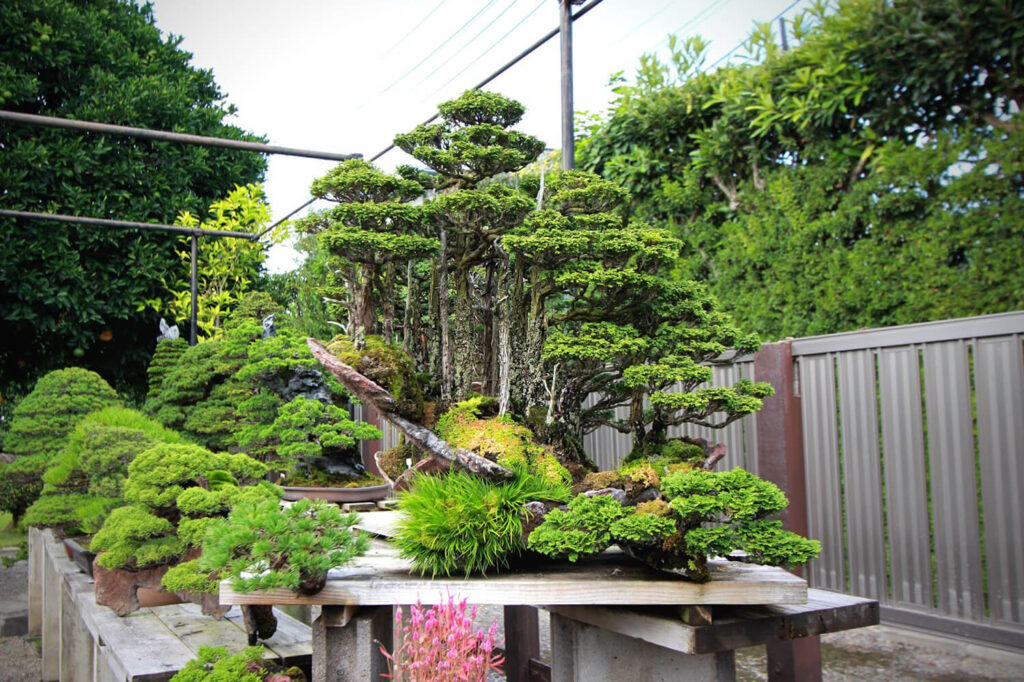 Popular Hinoki Cypress Forest Ishizuki bonsai by Masahiko Kimura