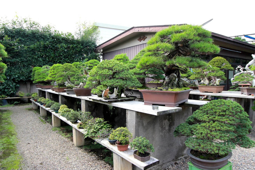 Kimura's bonsai garden