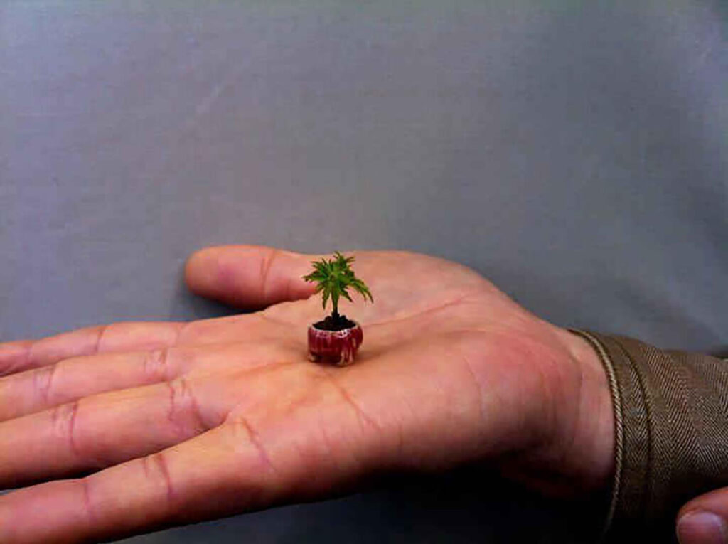 Smallest bonsai in the world, Acer Momijo in Japan