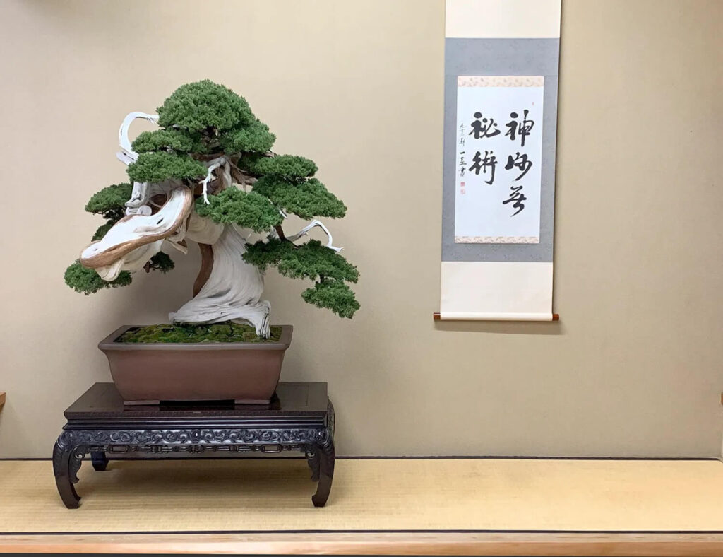800 years old Juniper bonsai at Shunkaen Bonsai Museum, Japan