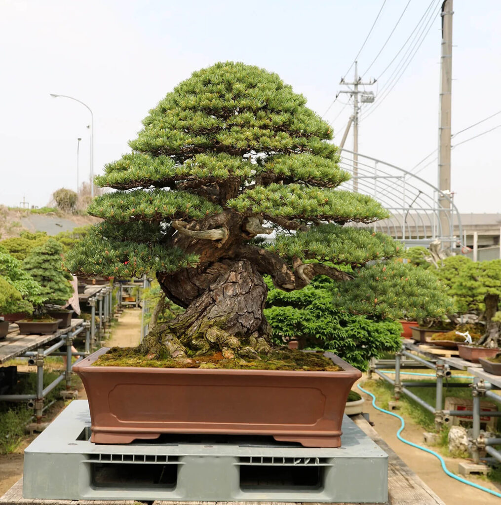 1.3 Million USD Japanese White Pine Bonsai at Uchiku-Tei Bonsai Garden, Japan