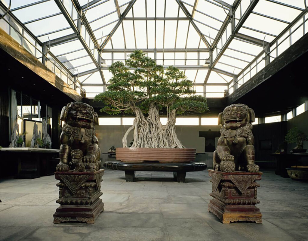1000 years old Ficus Retusa Linn at Crespi Bonsai Museum, Italy