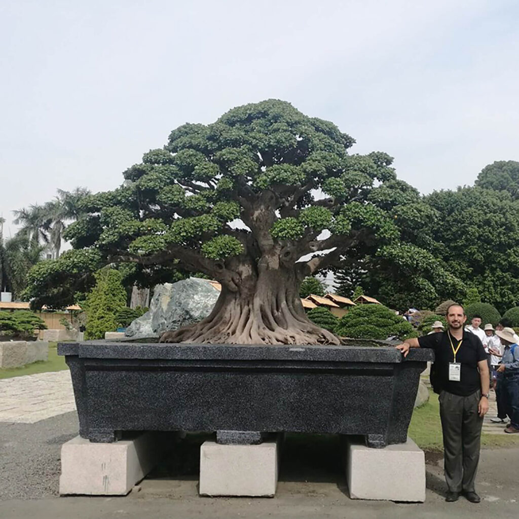 7 ft tall large ficus bonsai in Taiwan