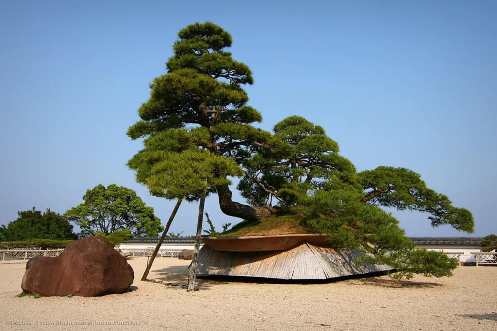 600 years old red pine bonsai at Akao Herb & Rose Garden, Japan