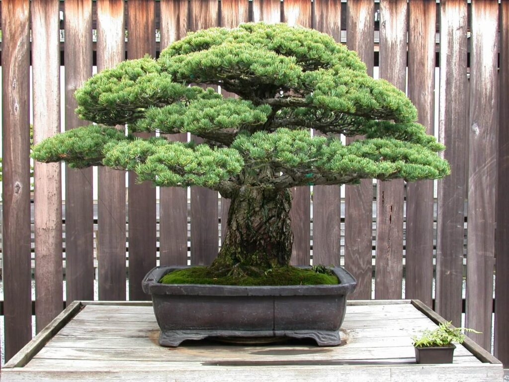 Yamaki Hiroshima Pine at the National Arboretum, USA 