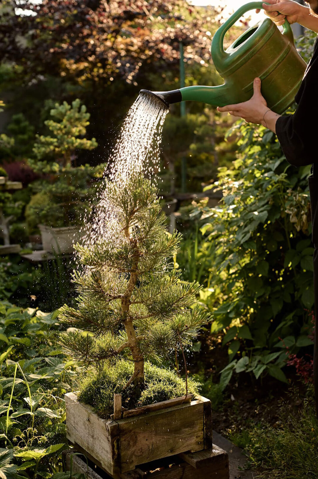 An Extensive Guide to Watering Bonsai Trees Hooked on Bonsai