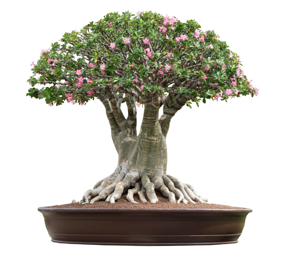 Broom-style bonsai