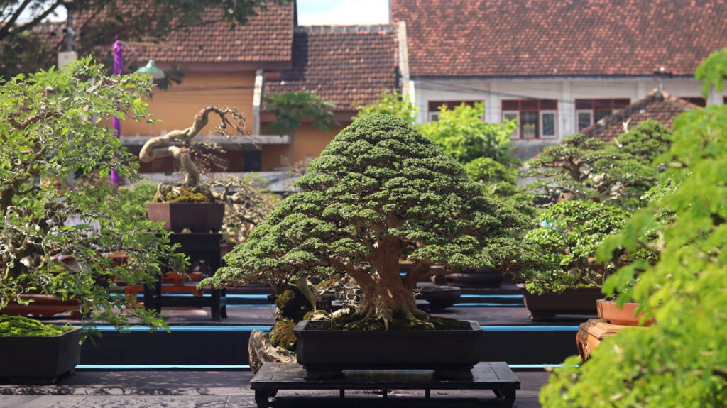 Meaning and description of bonsai.