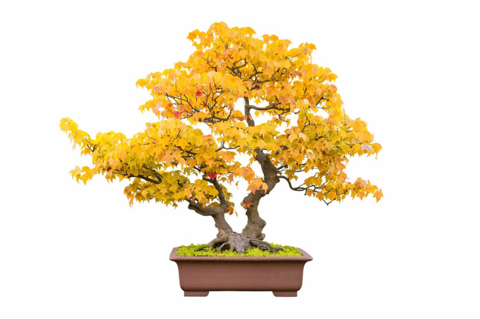 What is Bonsai? A Beginner’s Complete Guide Hooked on Bonsai