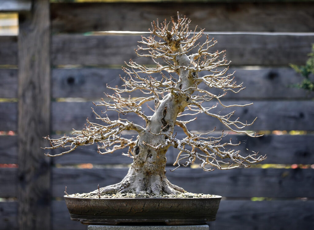 Treating sick miniature trees can be expensive.