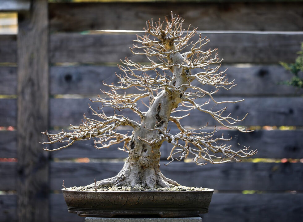 Are Bonsai Trees Expensive to Grow? Hooked on Bonsai
