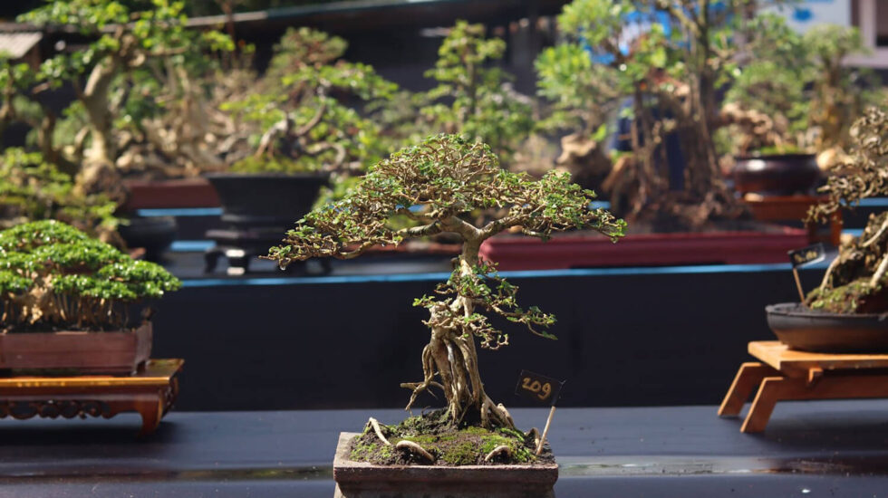 Are Bonsai Trees Expensive to Grow? Hooked on Bonsai