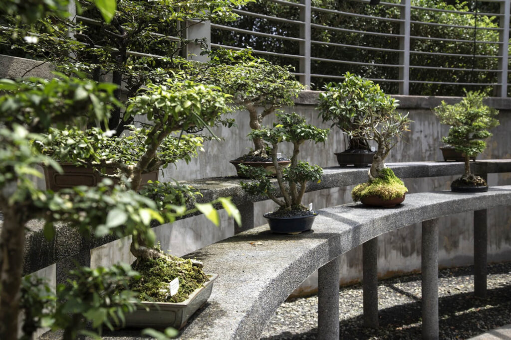 Here's why shipping bonsai trees cost more.