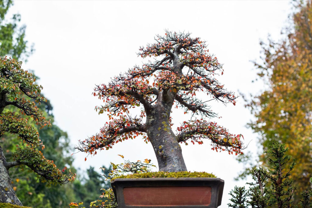 Are Bonsai Trees Expensive to Grow? Hooked on Bonsai