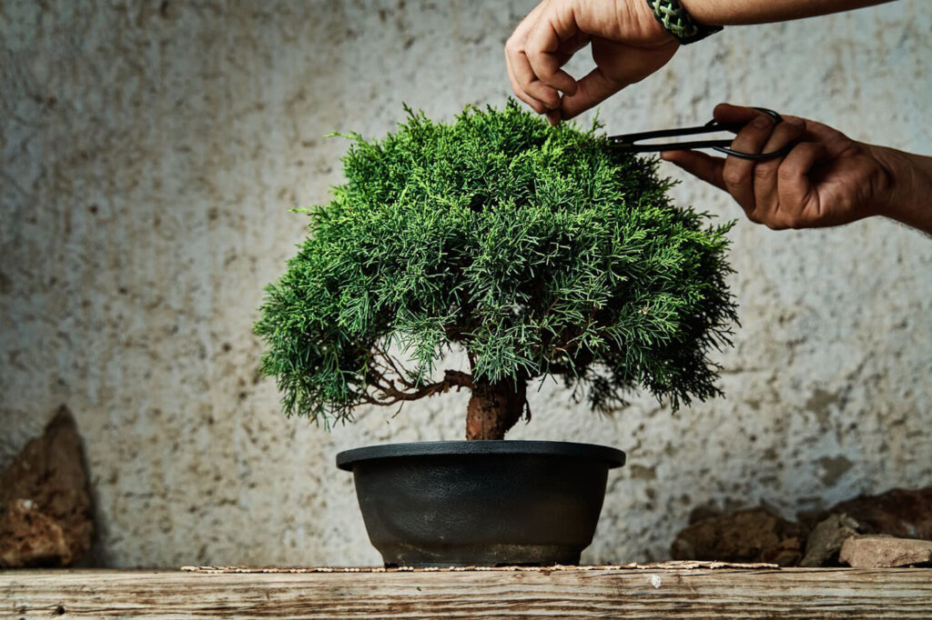 Skills required to grow a bonsai tree properly.