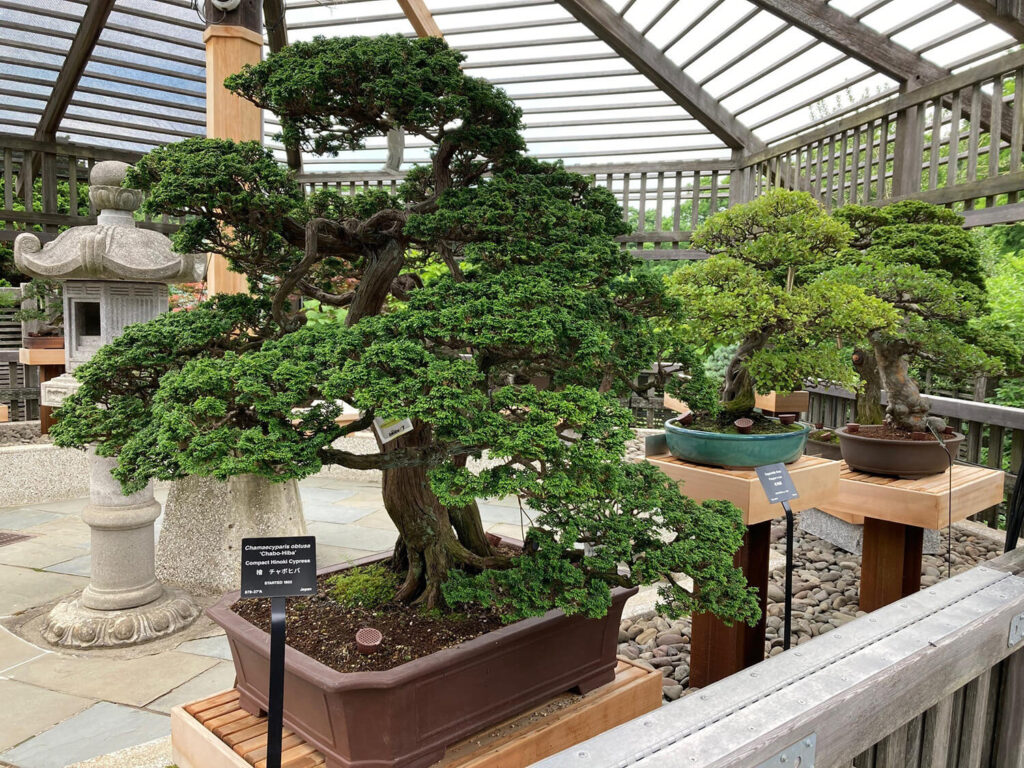 Arnold Arboretum Bonsai and Penjing Pavilion (Boston, MA)