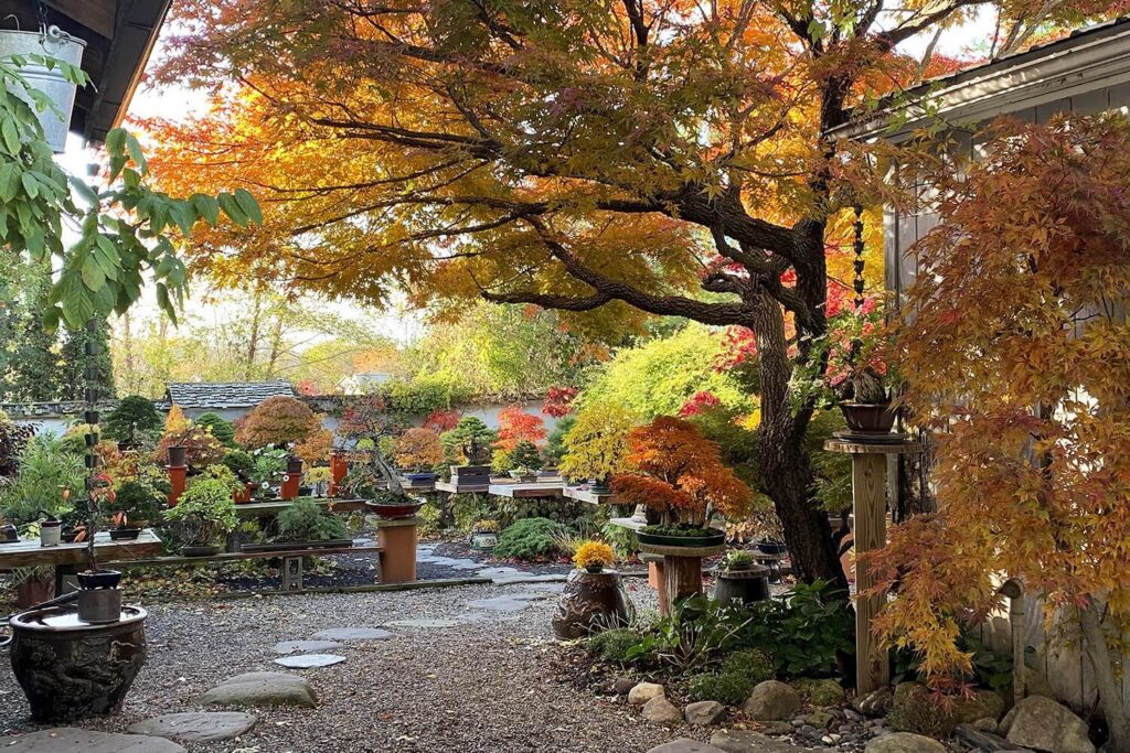 International Bonsai Arboretum (West Henrietta, New York)