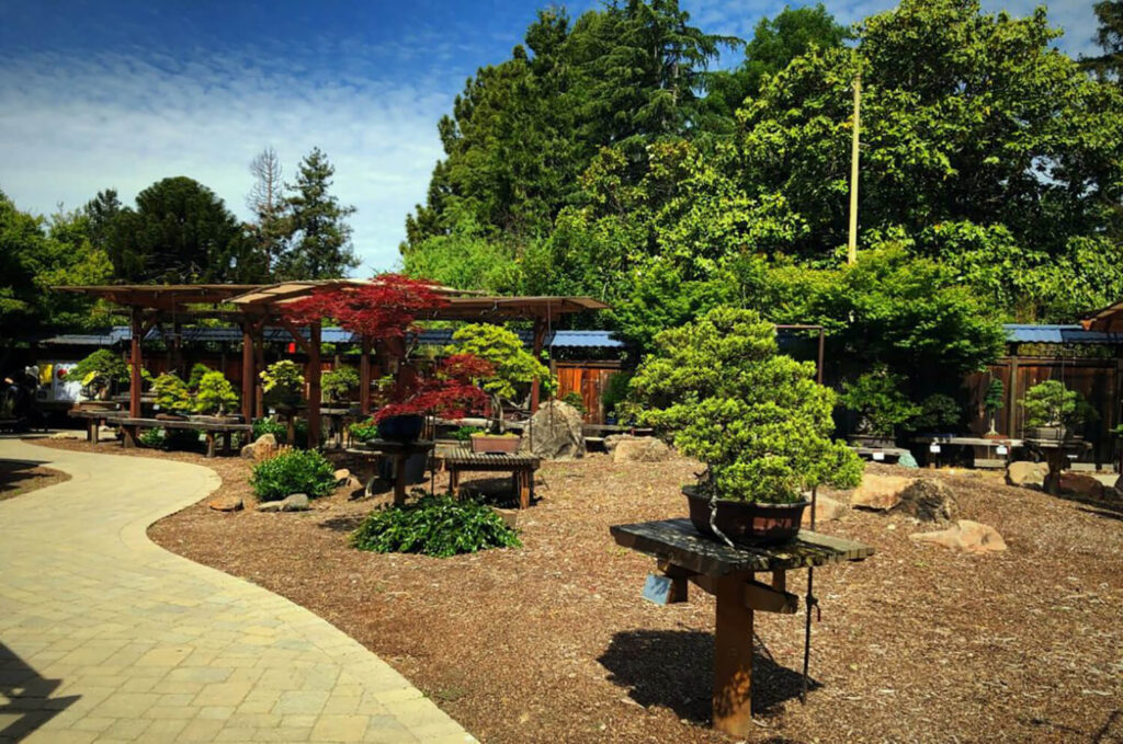 The Bonsai Garden at Lake Merritt (Oakland, CA)
