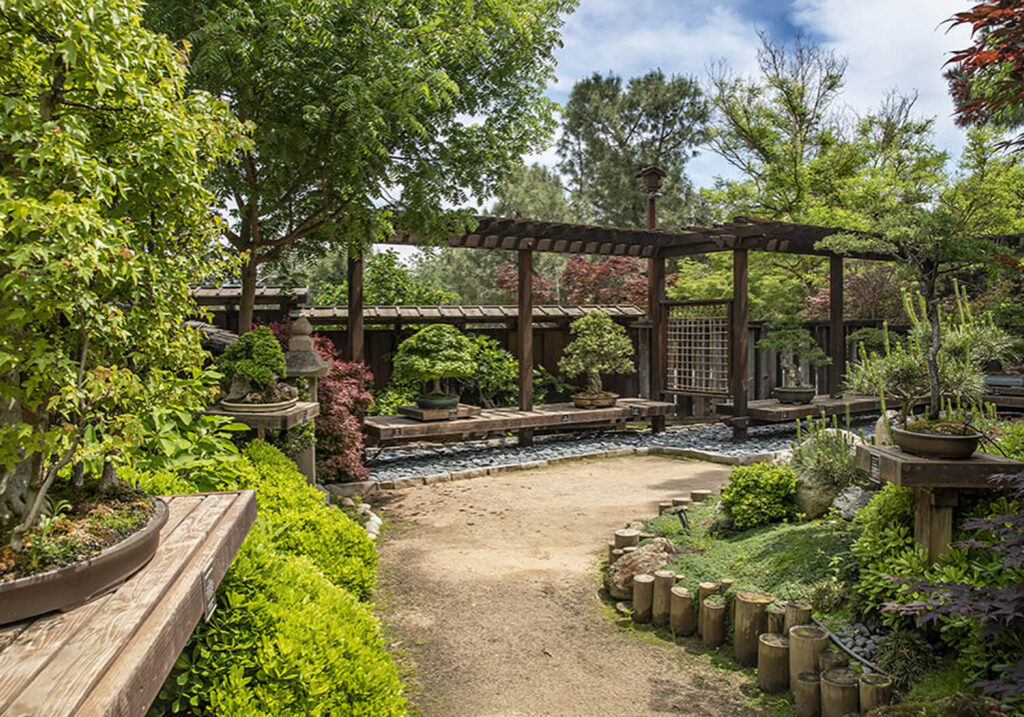 Clark Bonsai Collection in Shinzen Garden (Fresno, CA)