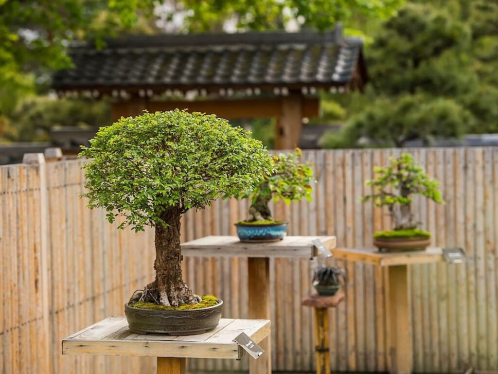 5 Best Bonsai Trees for Beginners - Hooked on Bonsai