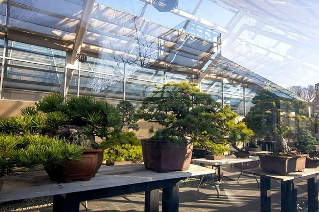 Brooklyn Botanic Garden C.V. Starr Bonsai Museum (Brooklyn, NY)