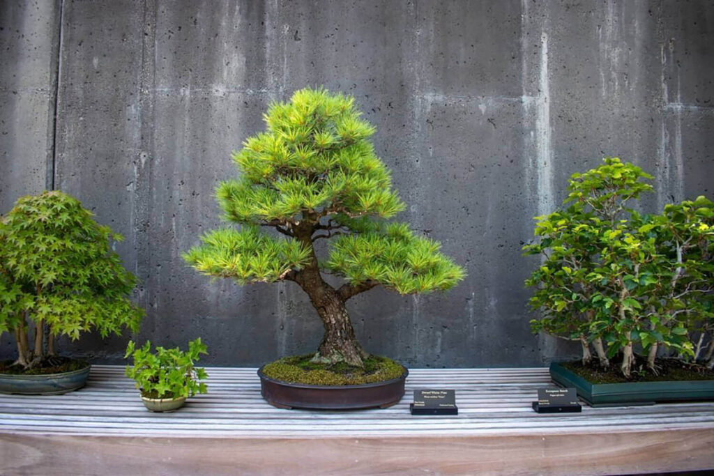 Garden Bonsai Trees