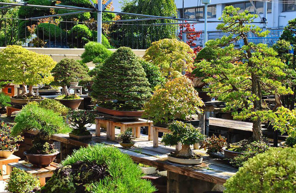 Fujikawa Kouka-en Bonsai Garden (Osaka, Japan)
