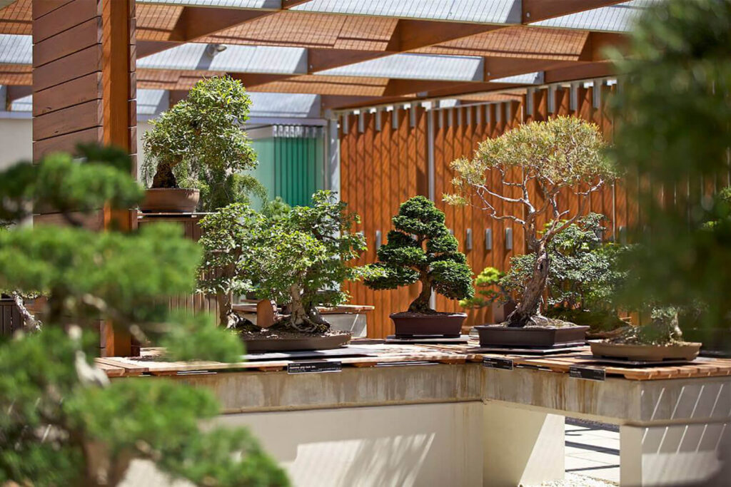 The National Bonsai and Penjing Museum - Australia (Canberra, Australia)