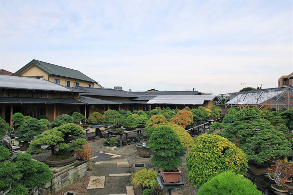 Mansei-en Bonsai Garden (Saitama, Japan)