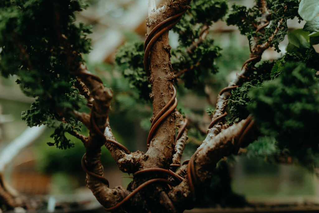 How to Shape Bonsai Using Bonsai Wire? Hooked on Bonsai