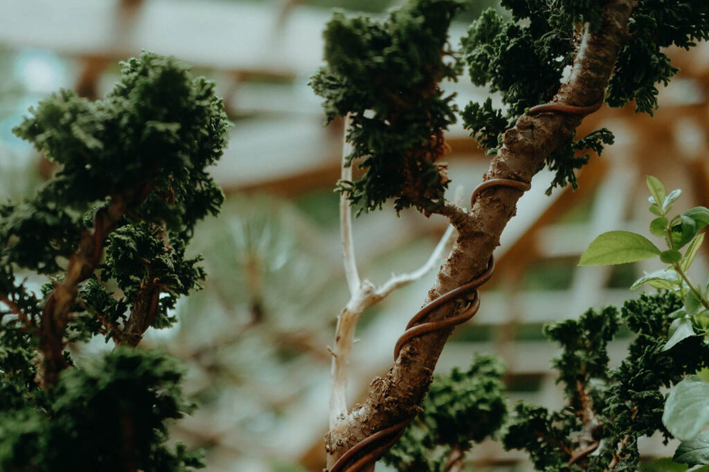 How to Shape Bonsai Using Bonsai Wire? Hooked on Bonsai