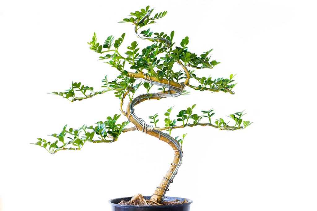 How to Shape Bonsai Using Bonsai Wire? Hooked on Bonsai